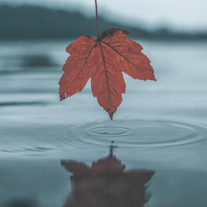 玩弄极品人妻杨幂
